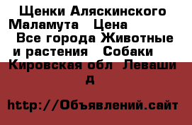 Щенки Аляскинского Маламута › Цена ­ 10 000 - Все города Животные и растения » Собаки   . Кировская обл.,Леваши д.